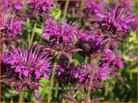 Monarda &#39;Scorpion&#39;