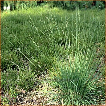 Molinia caerulea 'Dauerstrahl'