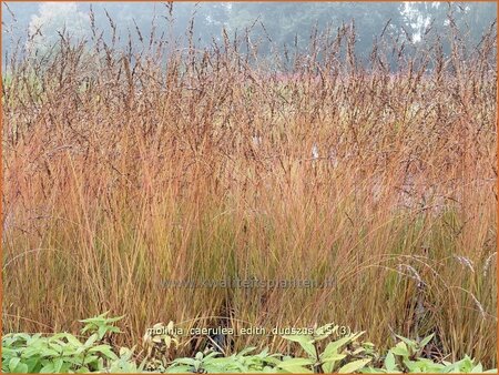 Molinia caerulea &#39;Edith Dudszus&#39;