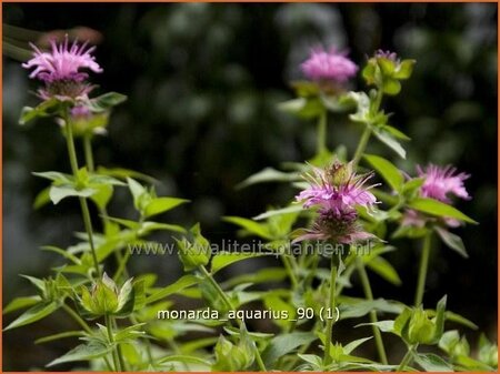 Monarda &#39;Aquarius&#39;