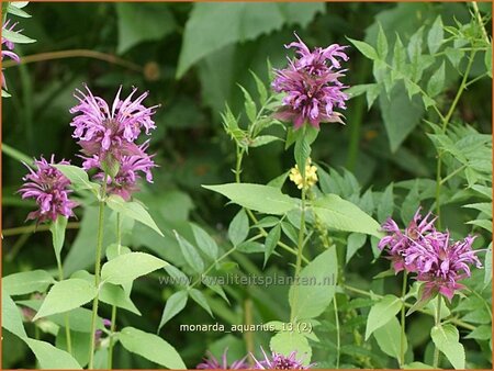 Monarda &#39;Aquarius&#39;