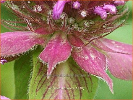 Monarda &#39;Aquarius&#39;