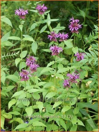 Monarda &#39;Aquarius&#39;