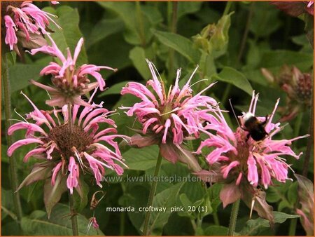 Monarda &#39;Croftway Pink&#39;