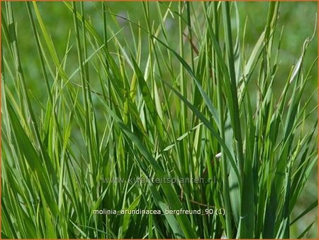 Molinia arundinacea &#39;Bergfreund&#39;