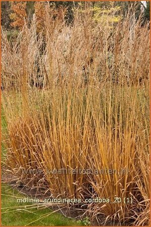 Molinia arundinacea 'Cordoba'