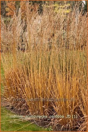 Molinia arundinacea &#39;Cordoba&#39;