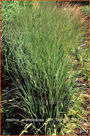 Molinia arundinacea &#39;Karl Foerster&#39;