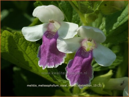 Melittis melissophyllum &#39;Royal Velvet Distinction&#39;