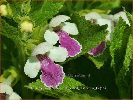 Melittis melissophyllum &#39;Royal Velvet Distinction&#39;