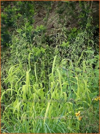 Milium effusum &#39;Aureum&#39;