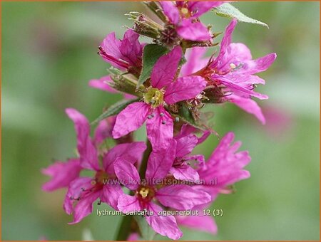 Lythrum salicaria 'Zigeunerblut'