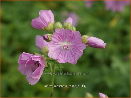 Malva moschata &#39;Rosea&#39;