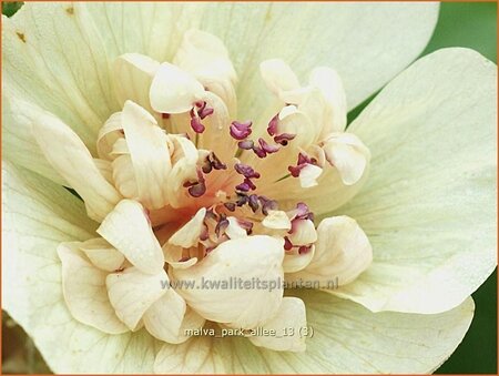 Malva &#39;Park Allee&#39;