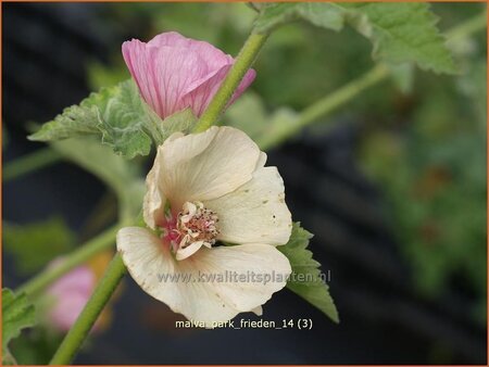 Malva 'Park Frieden'