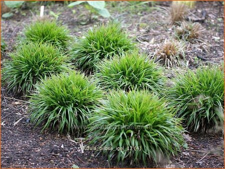 Luzula pilosa 'Igel'