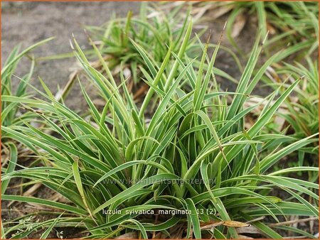 Luzula sylvatica 'Marginata'