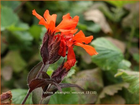 Lychnis arkwrightii &#39;Vesuvius&#39;