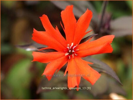 Lychnis arkwrightii &#39;Vesuvius&#39;