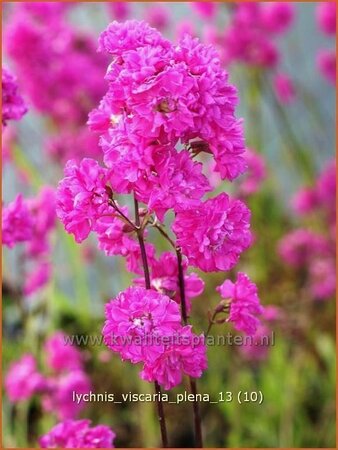 Lychnis viscaria &#39;Plena&#39;