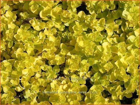 Lysimachia nummularia &#39;Aurea&#39;