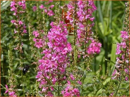 Lythrum salicaria &#39;Morden Pink&#39;