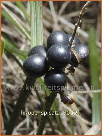 Liriope spicata