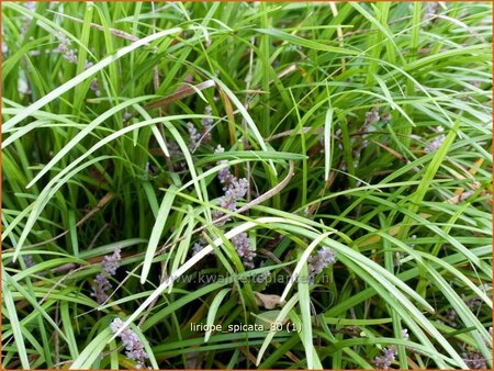 Liriope spicata