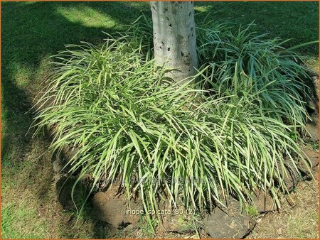 Liriope spicata