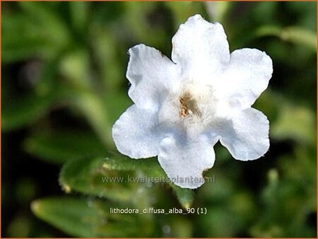 Lithodora diffusa 'Alba'