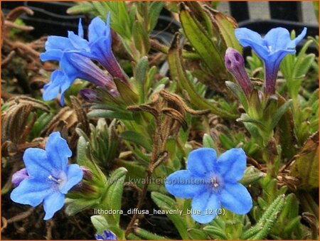 Lithodora diffusa &#39;Heavenly Blue&#39;