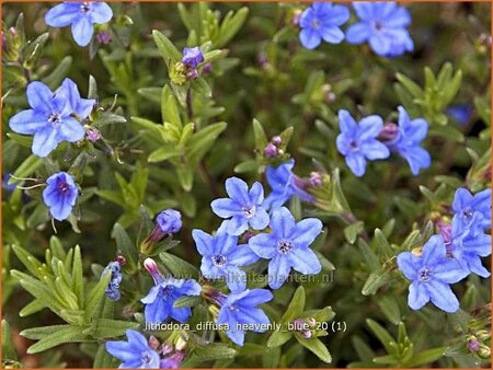 Lithodora diffusa &#39;Heavenly Blue&#39;