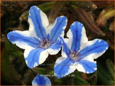 Lithodora diffusa &#39;Star&#39;