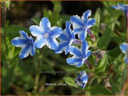 Lithodora diffusa &#39;Star&#39;