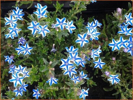Lithodora diffusa 'Star'