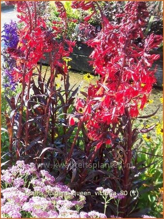 Lobelia fulgens &#39;Queen Victoria&#39;