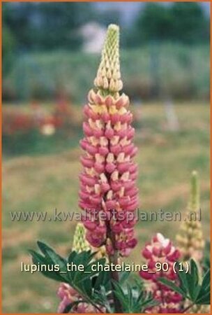 Lupinus &#39;The Chatelaine&#39;