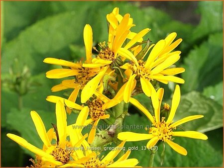 Ligularia hessei &#39;Gregynog Gold&#39;