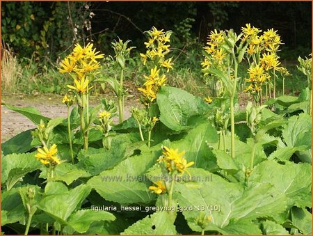 Ligularia hessei &#39;Gregynog Gold&#39;