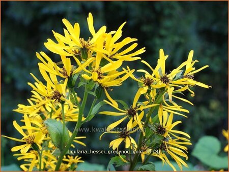Ligularia hessei &#39;Gregynog Gold&#39;
