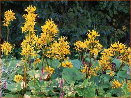 Ligularia hessei &#39;Gregynog Gold&#39;