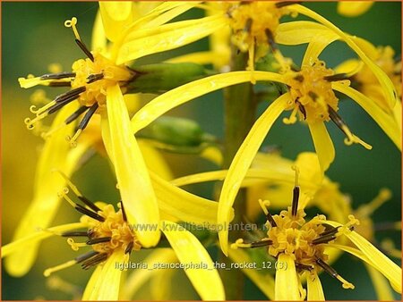 Ligularia stenocephala &#39;The Rocket&#39;