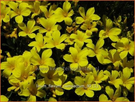 Linum flavum 'Compactum'