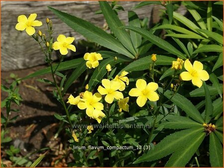 Linum flavum 'Compactum'