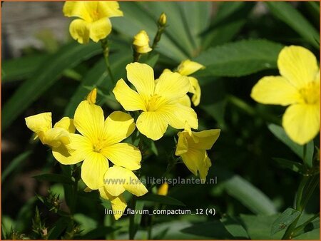 Linum flavum 'Compactum'