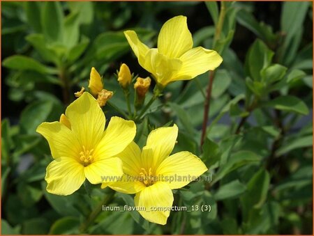 Linum flavum 'Compactum'