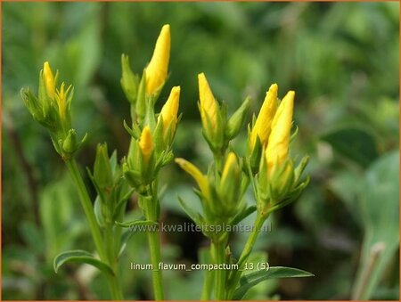 Linum flavum 'Compactum'