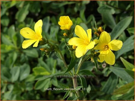 Linum flavum 'Compactum'