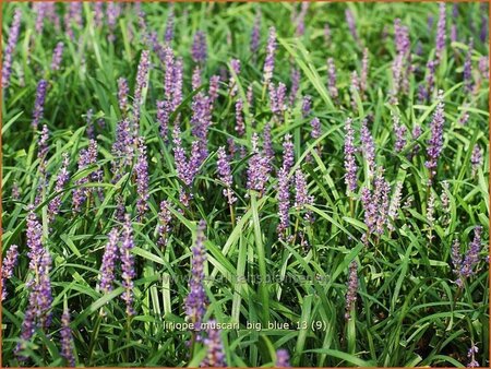 Liriope muscari &#39;Big Blue&#39;