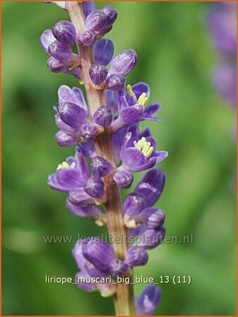 Liriope muscari &#39;Big Blue&#39;